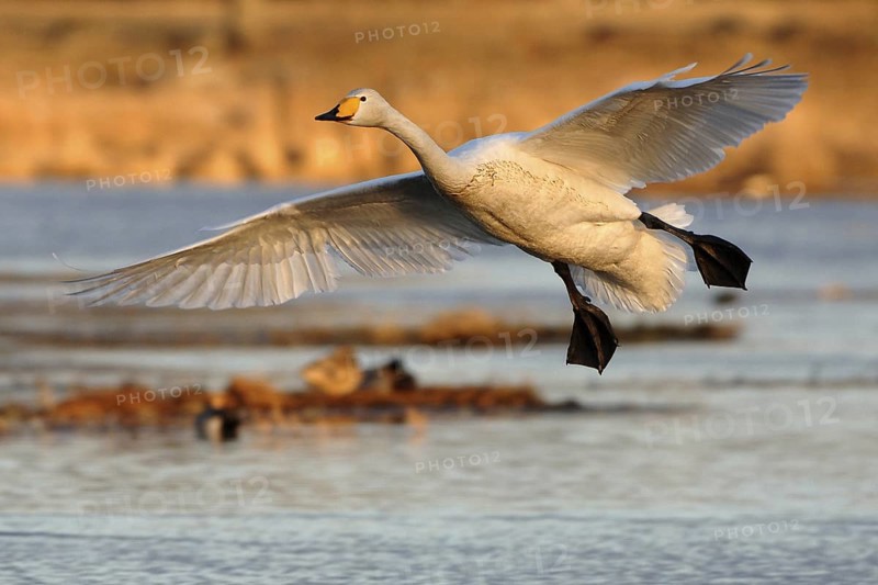 Whooper Swan (Cygnus cygnus) flying, Vaestergoetland, Sweden