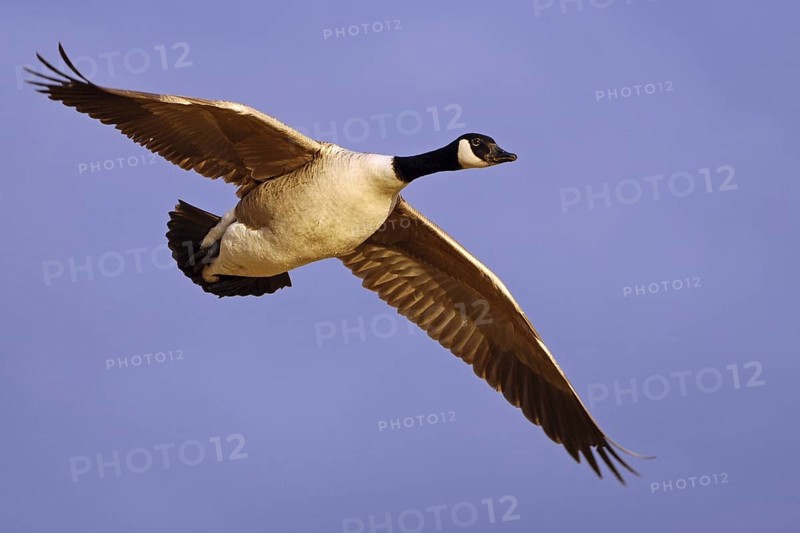 Canada Goose (Branta canadensis) flying, Vaestergoetland, Sweden