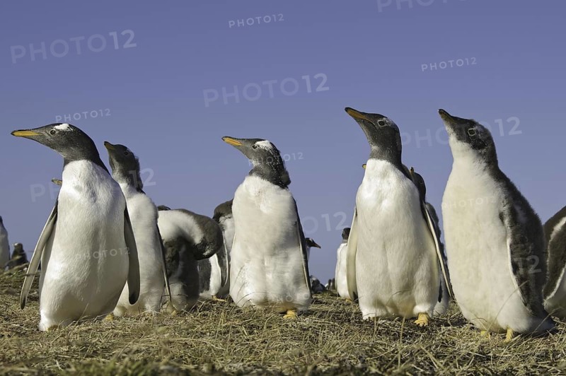 Gentoo Penguin (Pygoscelis papua), Falkland Islands