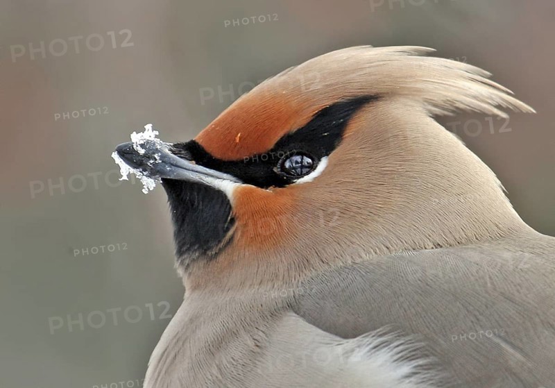 Bohemian Waxwing (Bombycilla garrulus), Saskatchewan, Canada