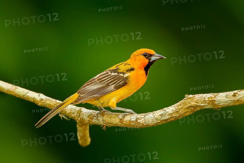 Streak-backed Oriole Icterus pustulatus microstictus El Tuito, Jalisco, Mexico 12 June Immature Male Icteridae
