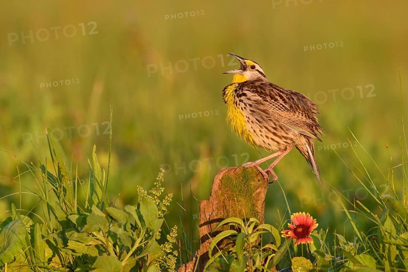 Eastern Meadowlark (Sturnella magna) male singing, Texas, USA