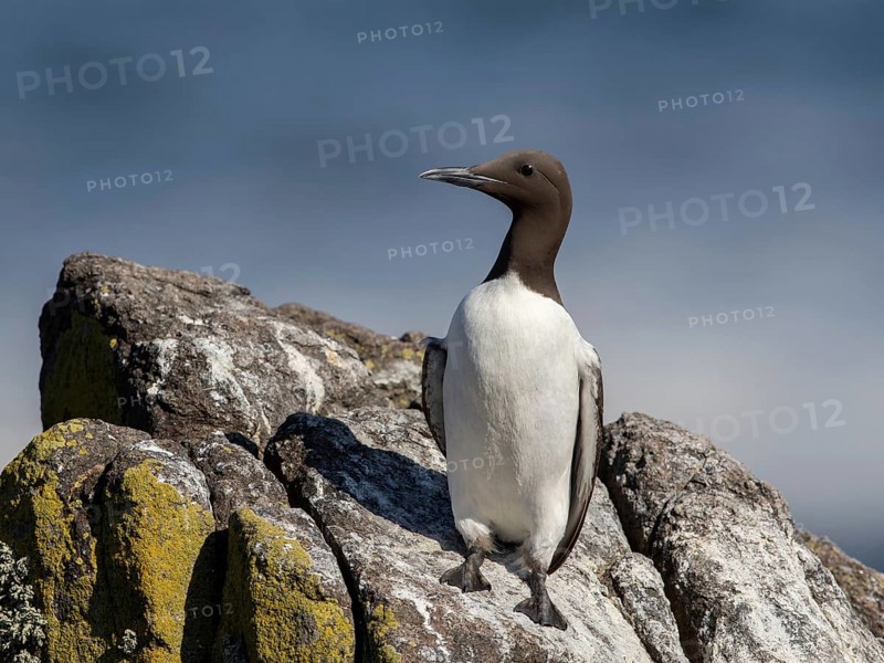 Common Murre (Uria aalge), Scotland, United Kingdom