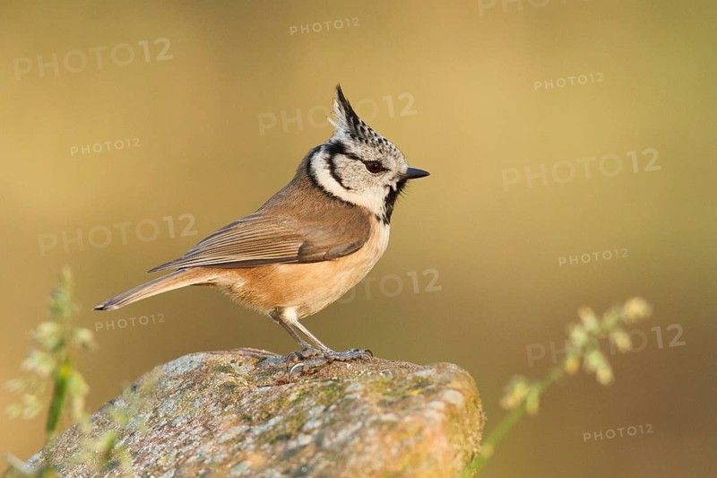 European Crested Tit (Lophophanes cristatus), Germany