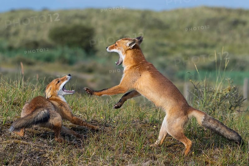 Red Fox (Vulpes vulpes) two adult fighting and playing in grassland, Netherlands