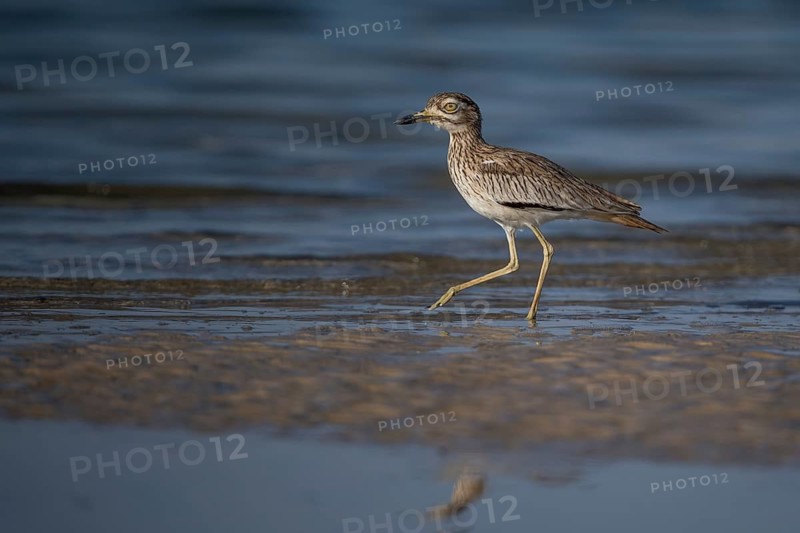 Senegal Thick-knee (Burhinus senegalensis) at shoreline, Senegal
