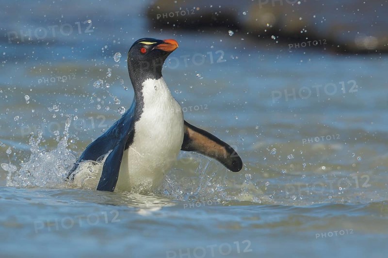 Rockhopper Penguin (Eudyptes chrysocome) emerging from the ocean in the Falkland Islands