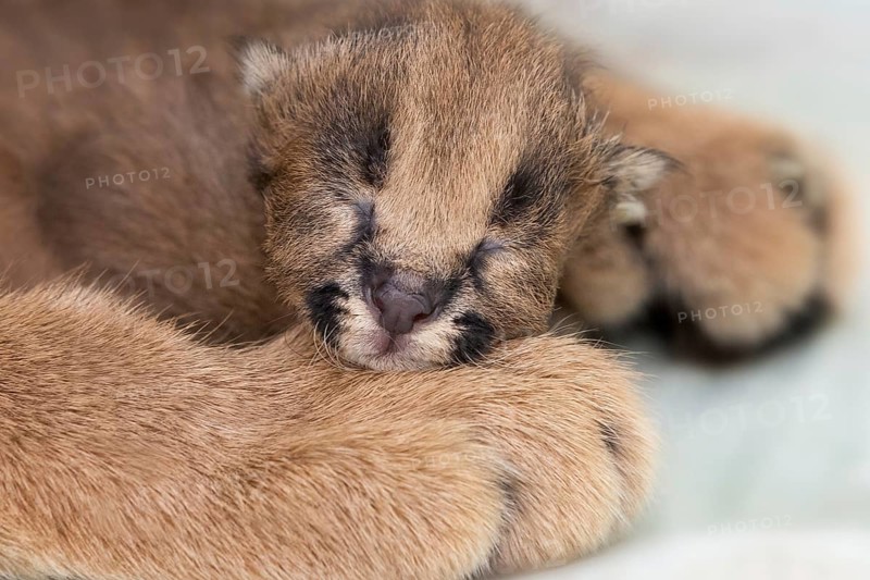 Caracal (Caracal caracal) newborn portrait, Castile-La Mancha, Spain