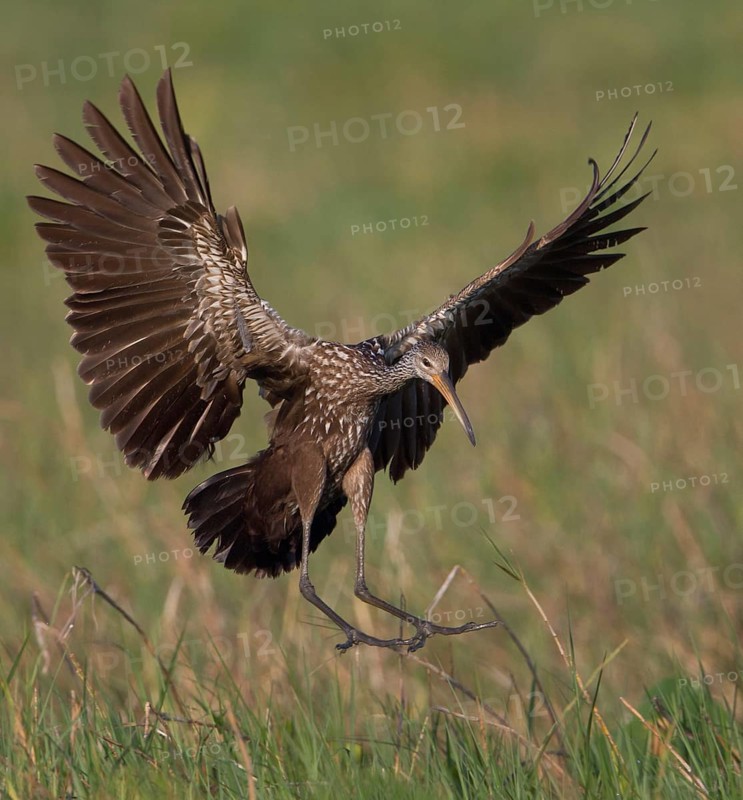 Limpkin (Aramus guarauna) flying, Florida, USA