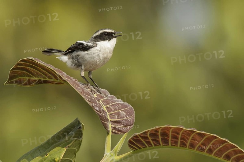 Grey Bush Chat (Saxicola ferreus) male singing, Doi Ang Khang, Thailand