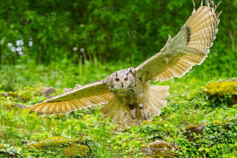 Western Siberian eagle-owl (Bubo bubo sibiricus) flying over a clearing in the forest, Bavaria, Germany