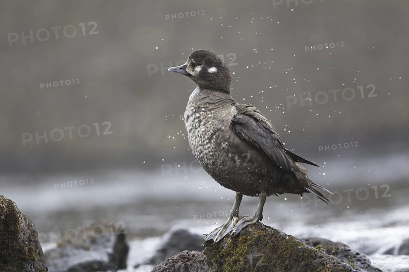Harlequin Duck (Histrionicus histrionicus) female, Iceland