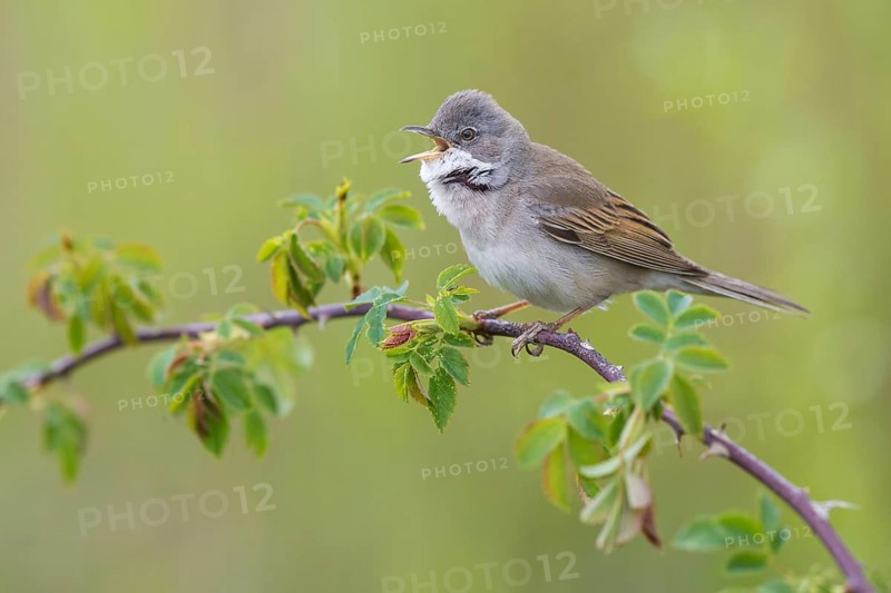 Common Whitethroat (Sylvia communis) male singing, perched on a twig, Poland