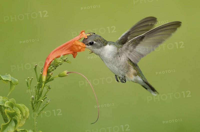 Ruby-throated Hummingbird (Archilochus colubris), Texas, USA
