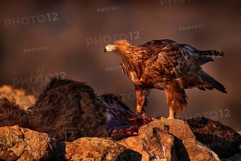 Eagle with cow calf carcass. Golden eagle, stone, Rhodopes mountain, Bulgaria. Eagle, evening light, brown bird of prey with big wingspan. Cow carcass on the rock with eagle, sunset