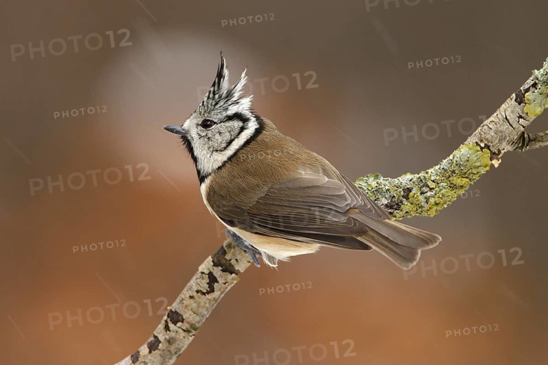 European Crested Tit (Lophophanes cristatus), Utrecht, Netherlands