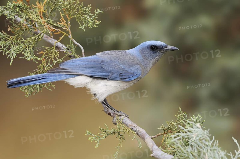 Mexican Jay (Aphelocoma wollweberi), Arizona, USA