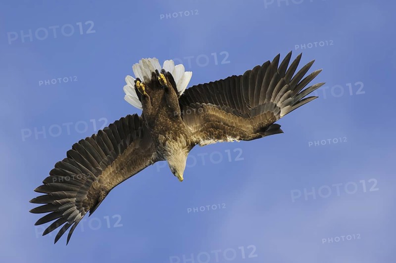 White-tailed Eagle (Haliaeetus albicilla) flying, Nord-Trondelag, Norway
