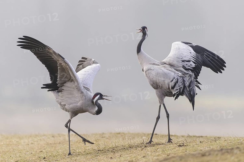 Common Crane (Grus grus) courting, Vaestergoetland, Sweden
