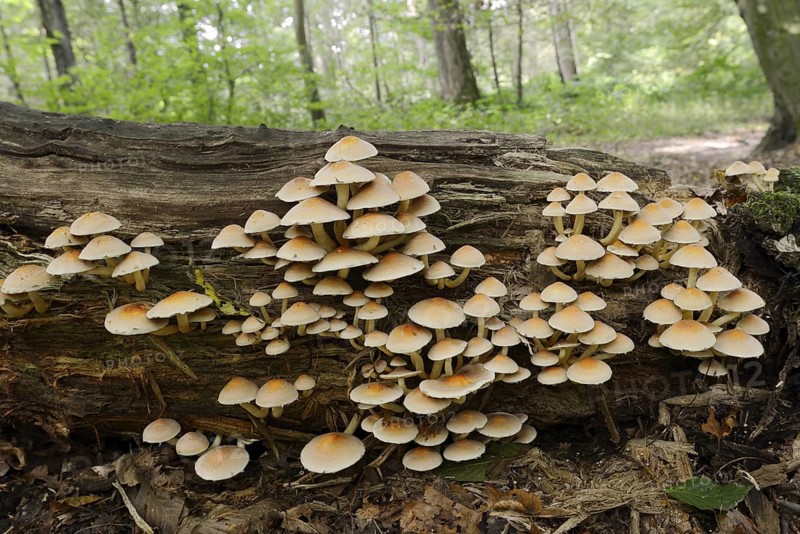 Sulphur tuft (Hypholoma fasciculare) on a tree trunk, North Rhine-Westphalia, Germany