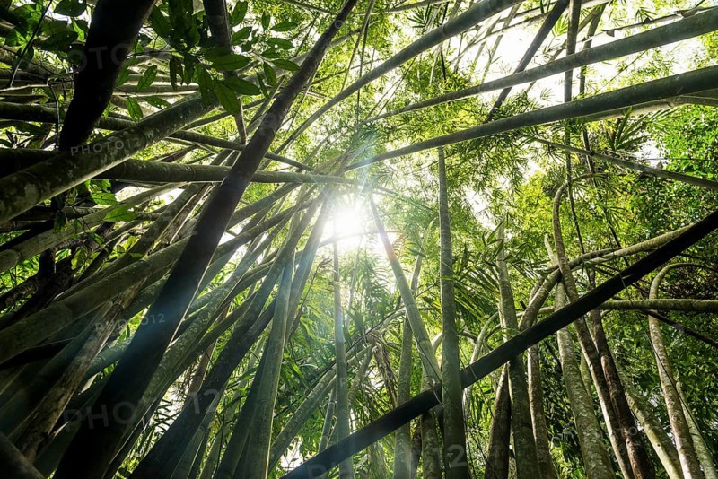 Jungle with giant bamboo, Khao Sok National Park, Phang Nga, Surat Thani, Thailand