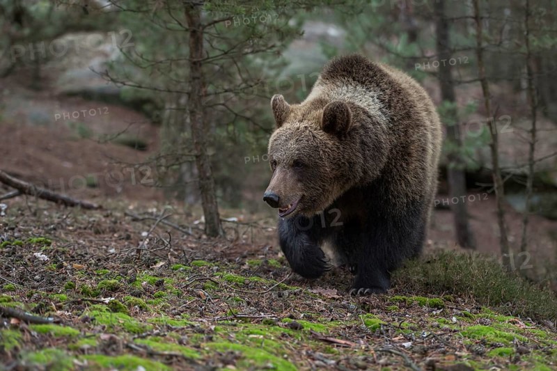 On the move... European brown bear (Ursus arctos) on the move, running through a forest up a mountain, native nature, Central Europe