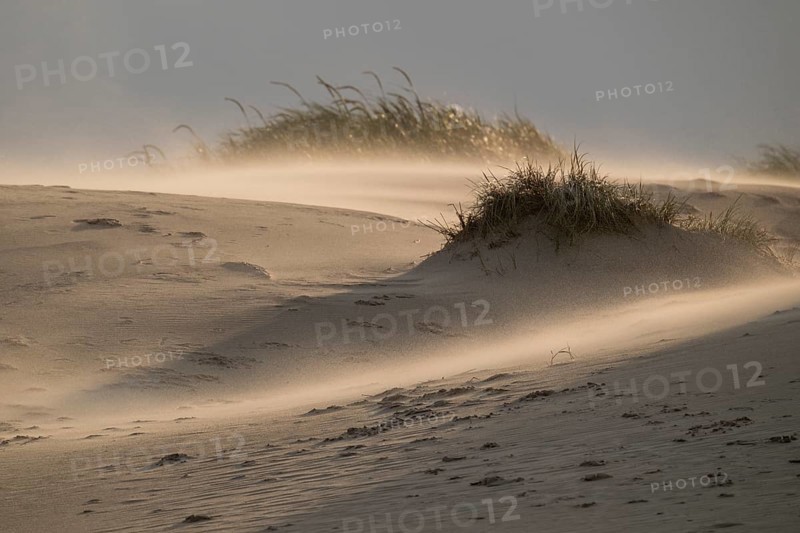 Sand dune with sparse grass cover in warm light with strong wind and swirling sand, near Hvide Sande, Jutland, Denmark