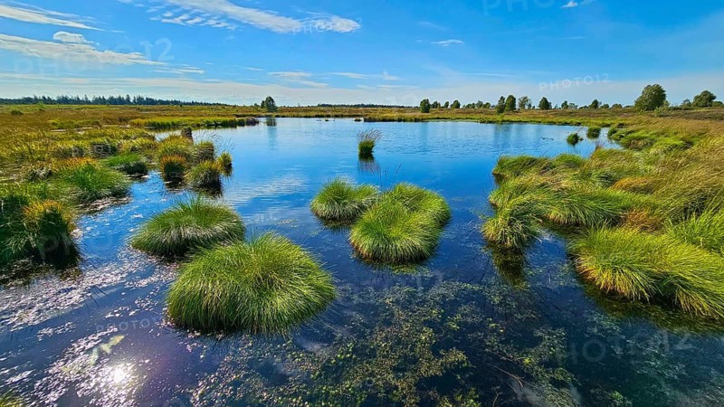 A clear, quiet moor lake with tufts of grass under a wide blue sky, summer, High Fens, Eifel National Park, Mützenich, Waimes, Liège, Belgium