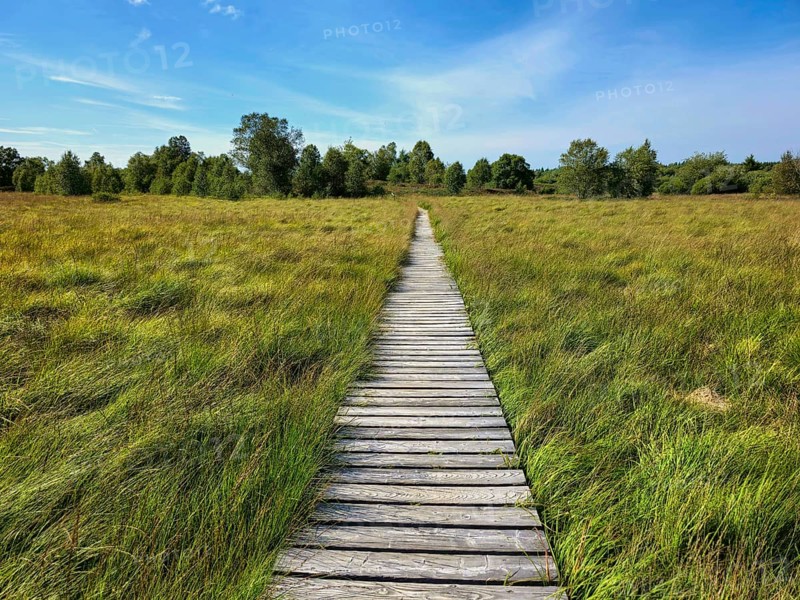 A straight wooden path through a large open field under a blue sky, summer, High Fens, Eifel National Park, Mützenich, Waimes, Liège, Belgium