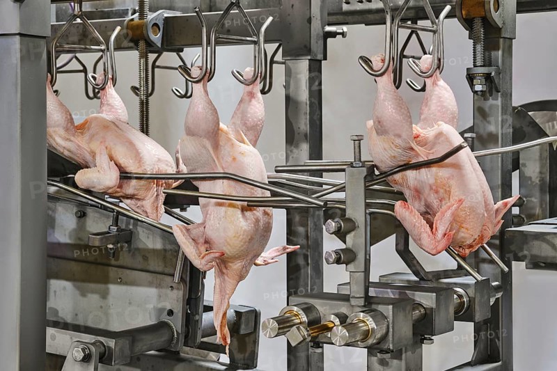In a processing facility, multiple chickens are suspended on hooks, ready for processing. The environment is industrial and focused on the steps leading to packaging and distribution for consumers