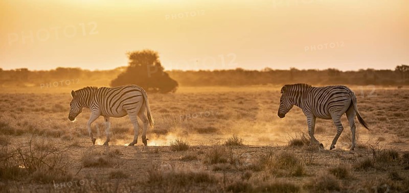 Steppe zebra (Equus quagga), in dry savannah, in the evening light, Kruger National Park, South Africa