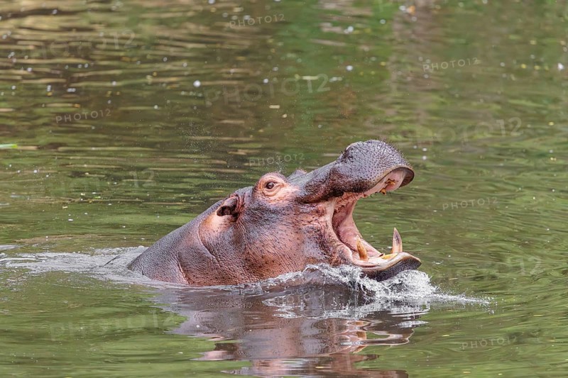 An adult male hippopotamus (Hippopotamus amphibius) shows aggression and defends its territory