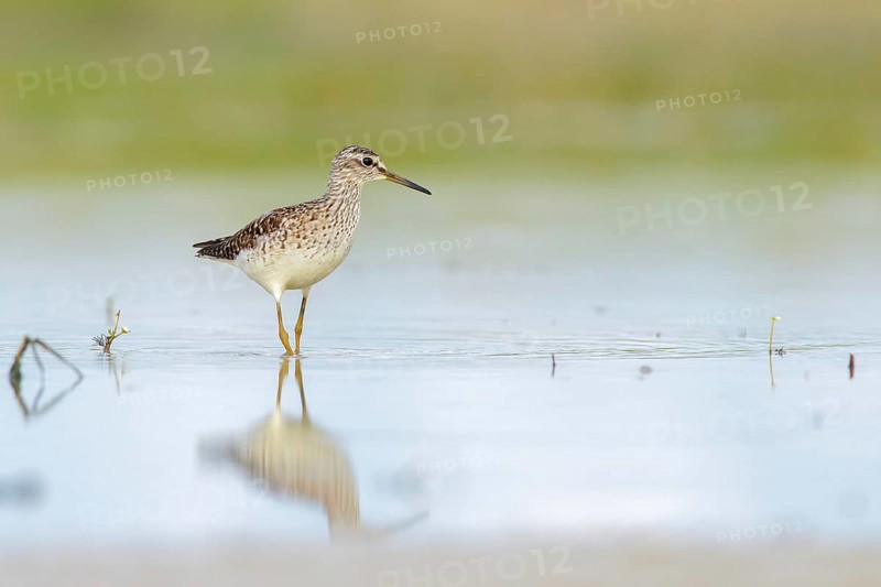 Wood Sandpiper (Tringa glareola) foraging, Lazio, Italy