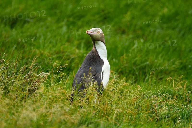 Yellow-eyed Penguin (Megadyptes antipodes), Enderby Island, Auckland Islands Archipelago, New Zealand