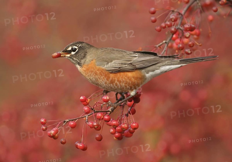 American Robin (Turdus migratorius), Ohio, USA