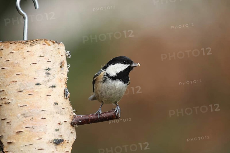 Coal Tit (Periparus ater), Lower Saxony, Germany
