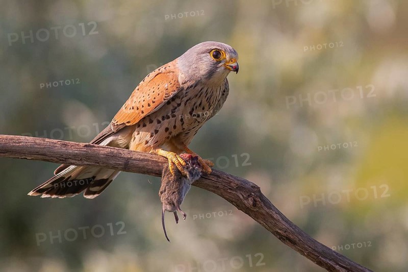Common Kestrel (Falco tinnunculus) male perched on a branch with a mouse in his claws, Subotica, Serbia