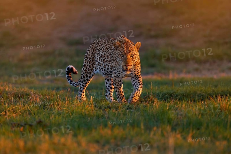 Leopard sunset, Panthera pardus shortidgei, nature habitat, big wild cat in nature habitat, sunny day on the savannah, Okavango delta Botswana. Wildlife nature. Africa wildlife