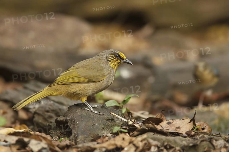Stripe-throated Bulbul (Pycnonotus finlaysoni), Kaeng Krachan, Thailand