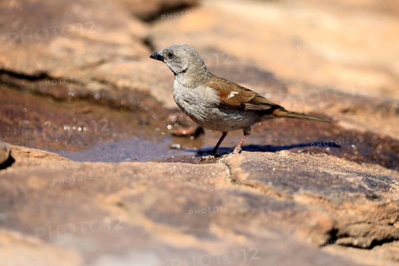 Damara Sparrow (Passer diffusus), adult, at the water's edge, Mountain Zebra National Park, Eastern Cape, South Africa