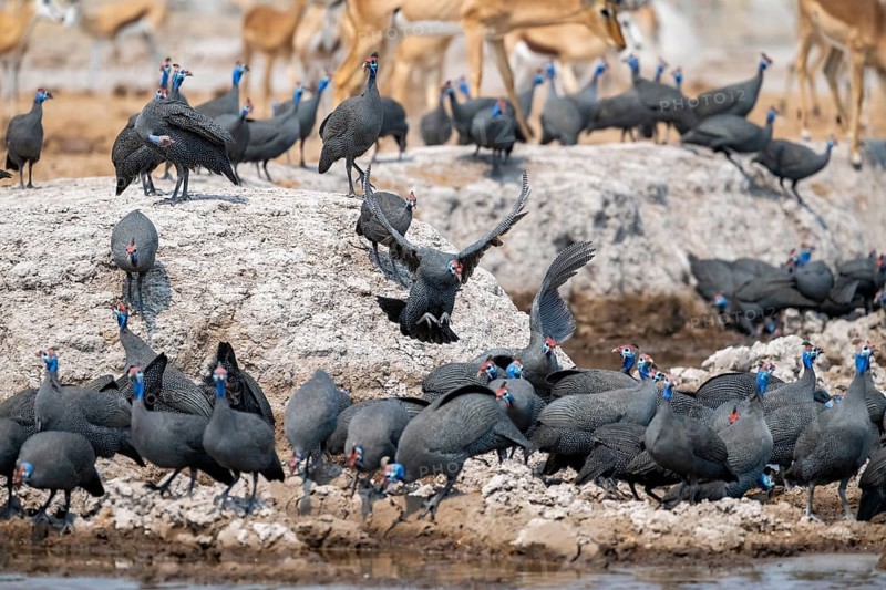 Helmeted guinea fowl (Numida meleagris), flock at the waterhole, Nxai Pan National Park, Botswana