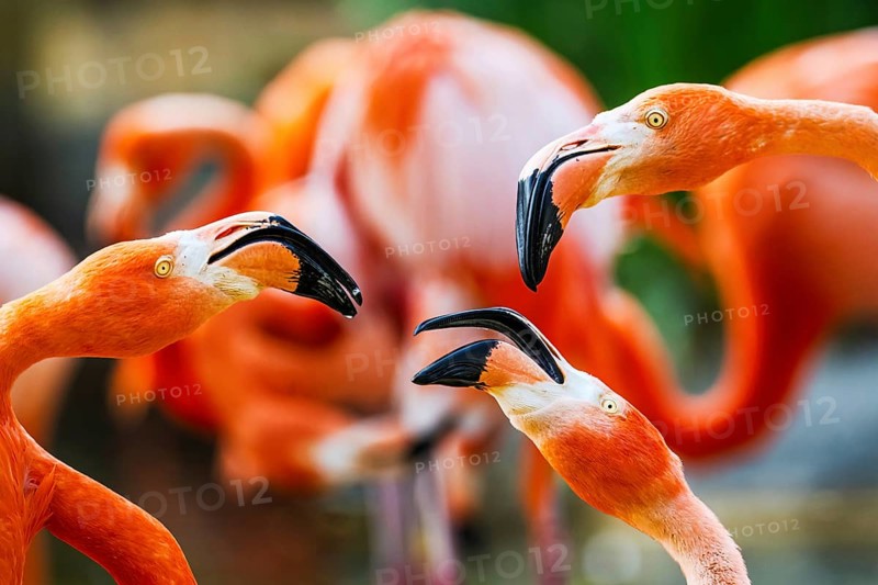 American flamingo, Phoenicopterus ruber, group of birds