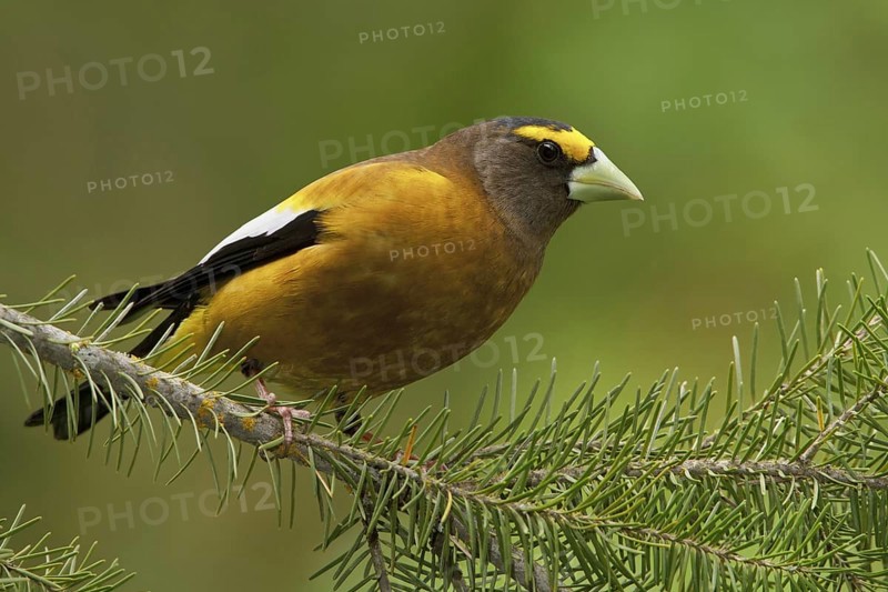 Evening Grosbeak (Hesperiphona vespertina) male, British Columbia, Canada