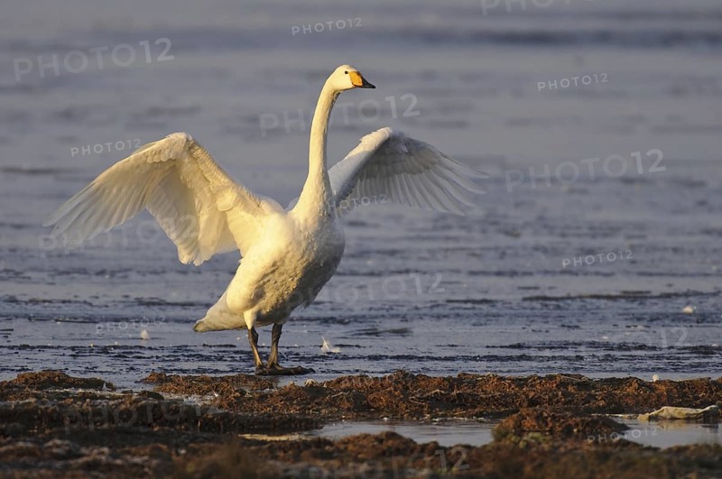 Whooper Swan (Cygnus cygnus), Lower Saxony, Germany