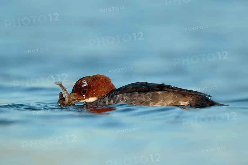 Smew (Mergellus albellus) female with fish prey, Utrecht, Netherlands
