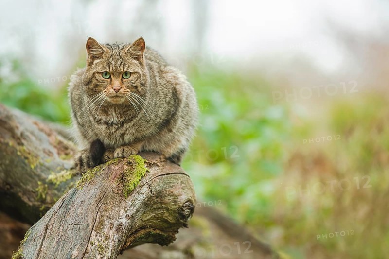 Europäische Wildkatze, Felis silvestris European Wildcat, Felis silvestris