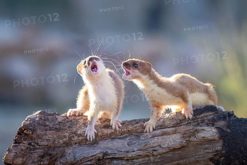Short-tailed Weasel (Mustela erminea) two adult fighting on tree trunk, Castile-La Mancha, Spain