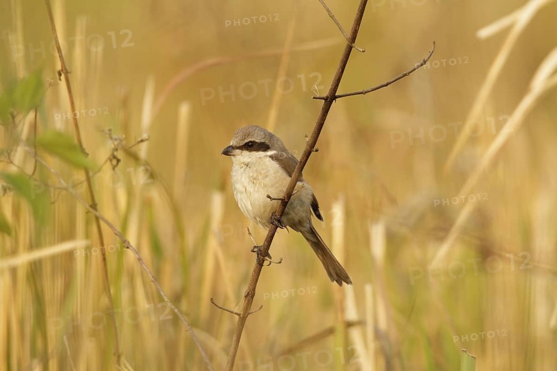 Brown Shrike (Lanius cristatus), Khao Yai, Thailand