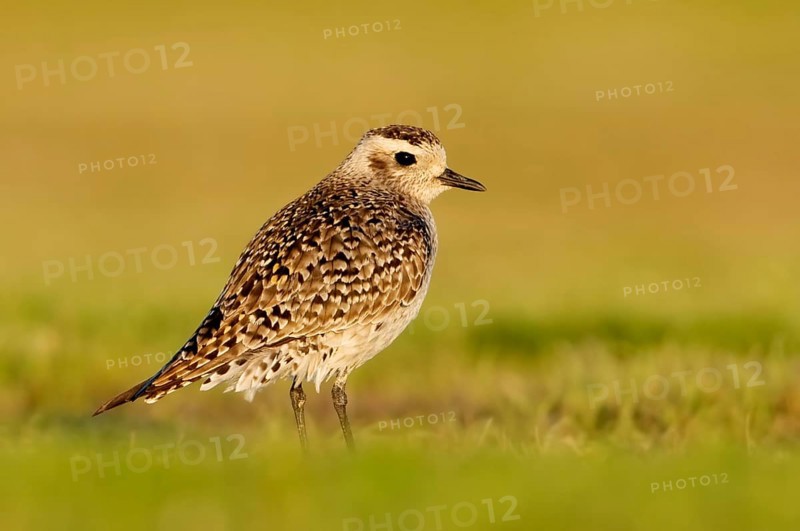 American Golden Plover (Pluvialis dominica), Alaska, USA