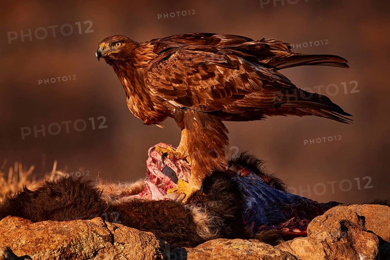 Eagle with cow calf carcass. Golden eagle, stone, Rhodopes mountain, Bulgaria. Eagle, evening light, brown bird of prey with big wingspan. Cow carcass on the rock with eagle, sunset